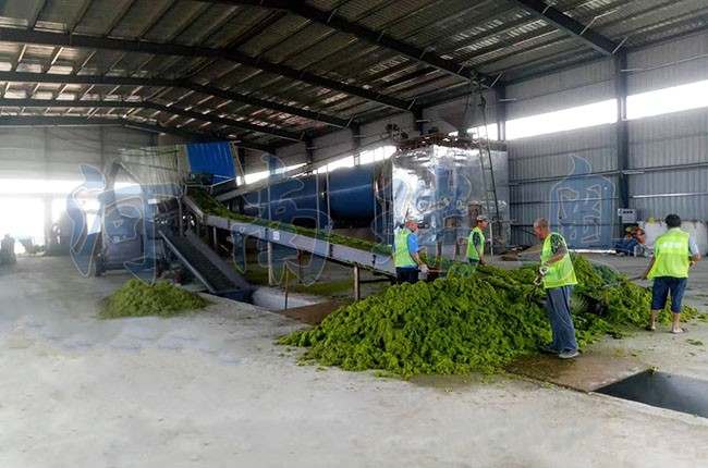 滸苔烘干機如何把滸苔苔蘚變廢為寶？